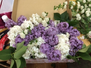 13084054_1379511242065089_1749293998_n